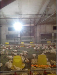 y养殖升温设备,振华养殖升温设备,y养殖升温设备,振华养殖升温设备生产厂家,y养殖升温设备,振华养殖升温设备价格