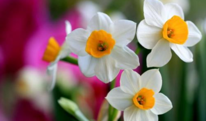 南平与平潭的“水仙情缘”